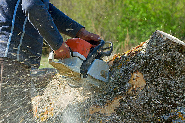 Best Lawn Dethatching  in Wildwood, TN